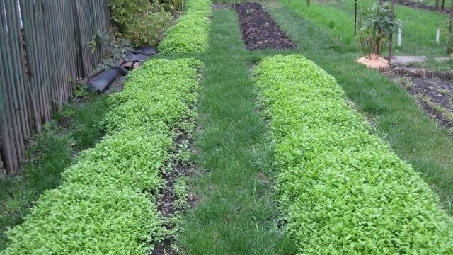 Сидераты для начинающих огородников: какие выбрать растения для максимального удобрения почвы?