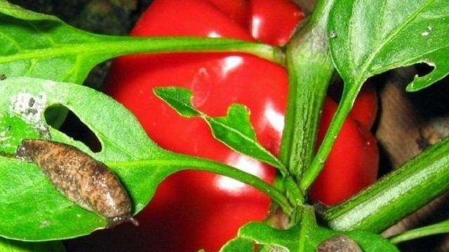 Слизни на помидорах: как бороться и чем обработать томаты в теплице, как избавиться от них народными средствами