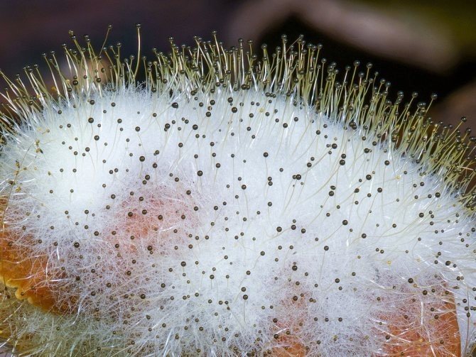 Мукор белая плесень гриб