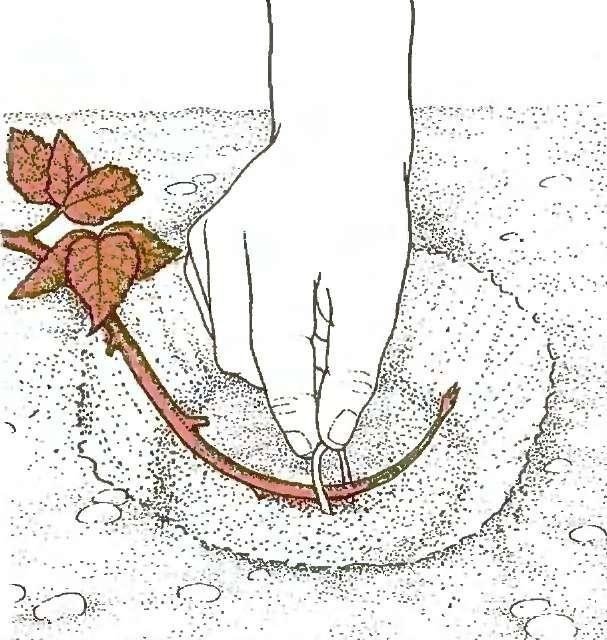 Размножение роз черенкованием осенью