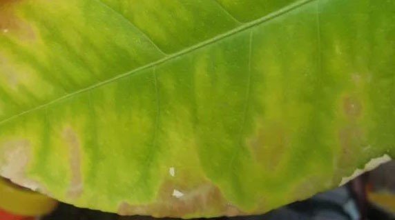 Болезни цитрусовых по листьям