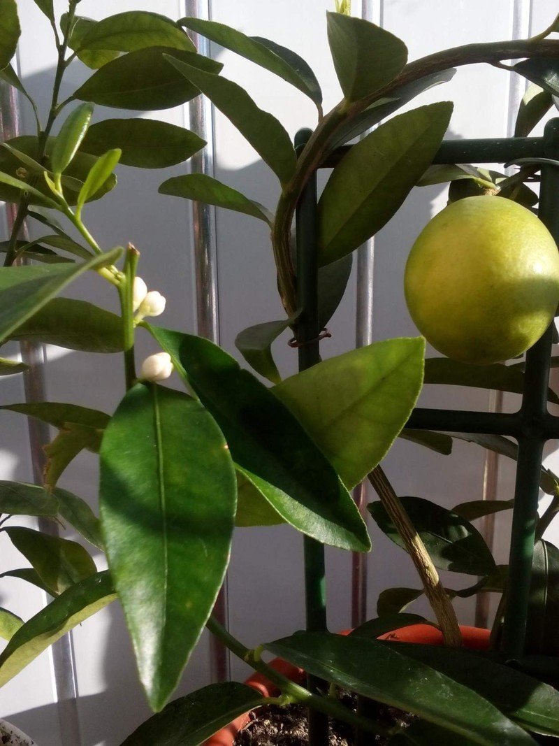 Лимонное дерево из косточки