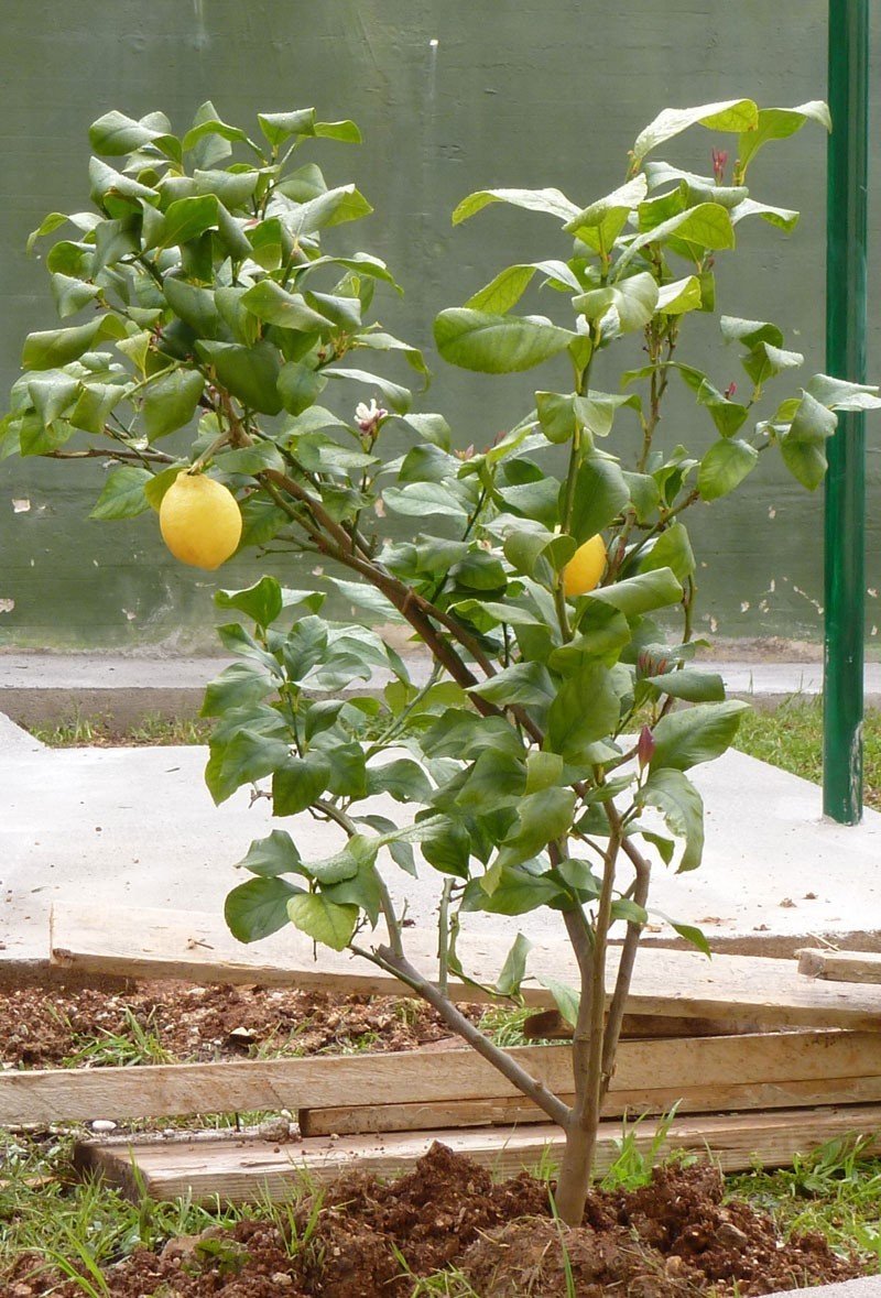 Лимонное дерево на даче