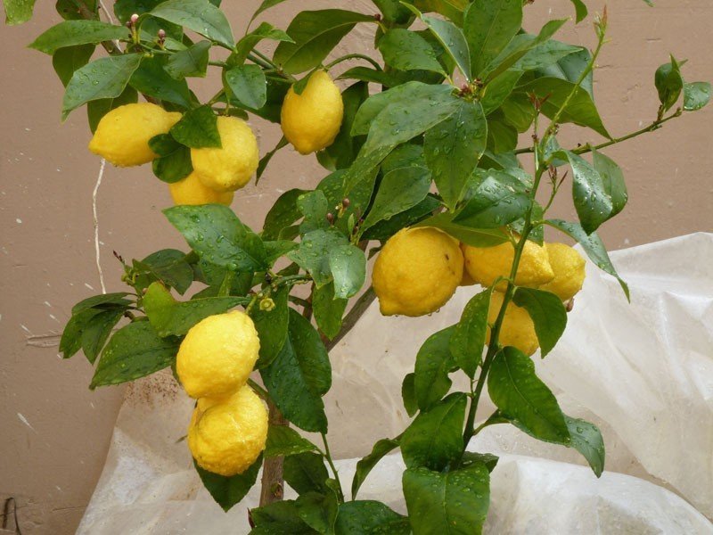 Лимонное дерево в домашних условиях