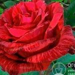 Чайно-гибридная роза «Ред Интуишн»