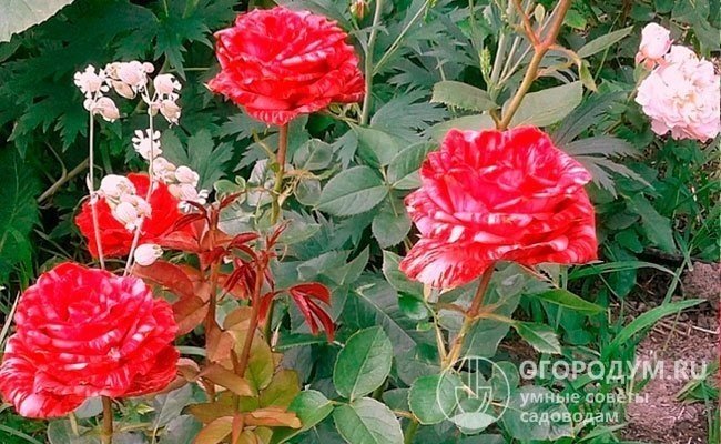 Ред интуишн роза флорибунда