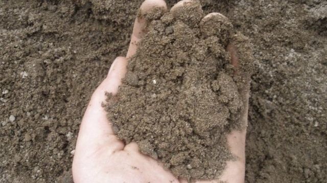 Как подготовить землю для посадки клубники. Почва для посадки клубники
