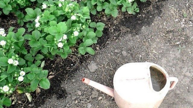 Клубника сорта Брайтон — Садоводство для начинающих