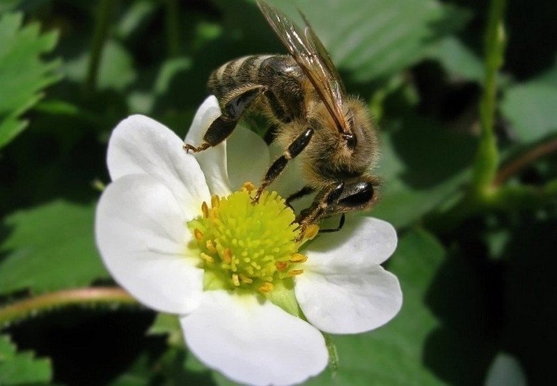 Пчела на цветке клубники