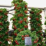 Посадка клубники в трубах вертикально, грядки в покрышках, кашпо на балконе и другие необычные способы выращивания летней ягоды