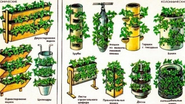 Выращивание клубники в теплице — как правильно выбрать сорт, посадить и ухаживать