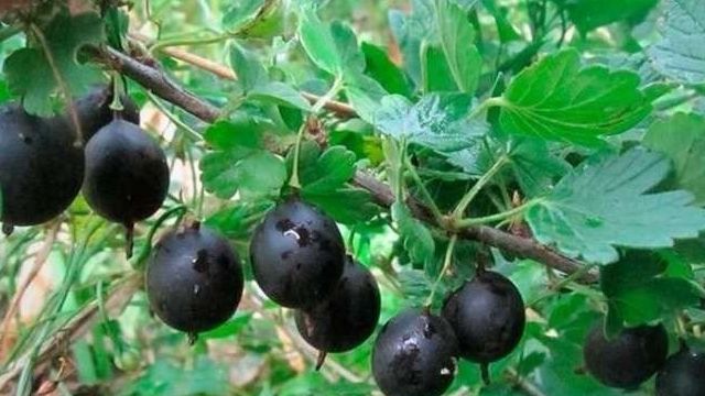 7 популярных сортов черного крыжовника и их особенности