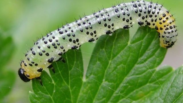 Гусеницы на крыжовнике объели листья: как бороться с вредителями, химические препараты и народные средства