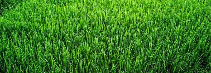 Фон зеленая трава
