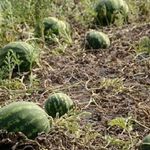 Лучшие сорта арбузов для выращивания в Беларуси