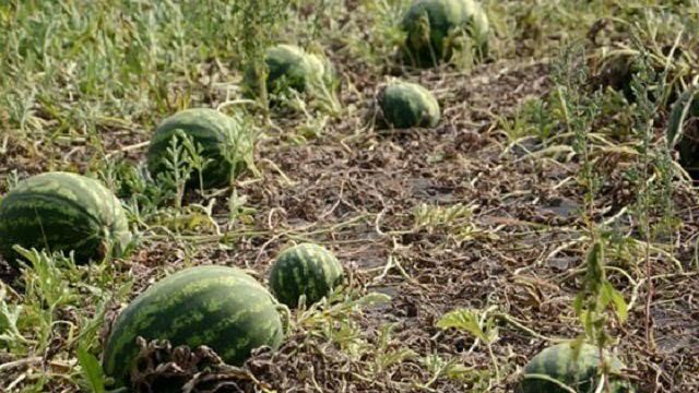 Лучшие сорта арбузов для выращивания в Беларуси