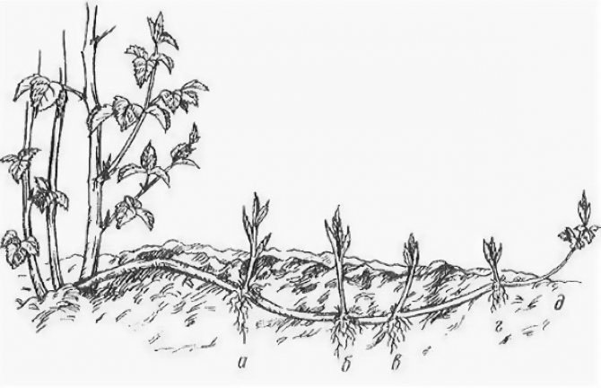 Вегетативное размножение малины корневыми отпрысками