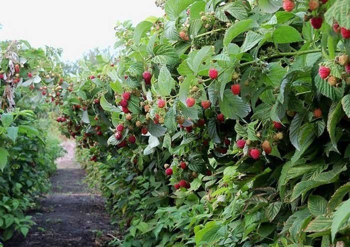 Выращивание малины в чкаловском районе нижегородской