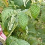 Сроки обрезки малины по регионам РФ и основные правила для щедрого урожая