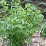 Смородина: выращивание и уход на садовом участке