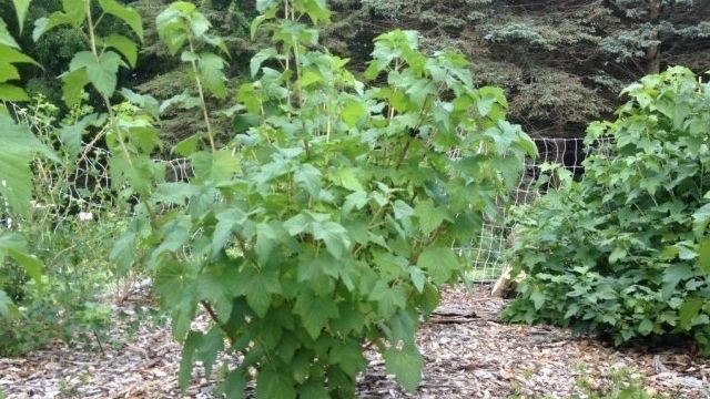 Смородина: выращивание и уход на садовом участке