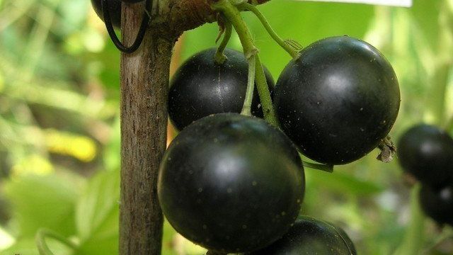 Выращивание черной смородины. Сорта, обрезка, посадка и уход