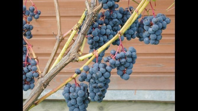 Форма размножения винограда