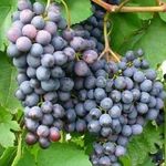 Донской Агат – драгоценный сорт винограда: родословная, характеристики и сравнение с другими сортами