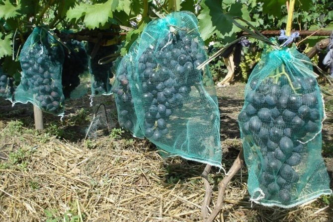 Сетка для гроздей винограда для защиты от ос