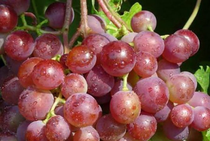 Виноград яловенский устойчивый