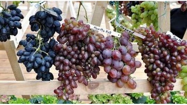 Лучшие сорта винограда для Подмосковья: рейтинг для открытого грунта и теплицы