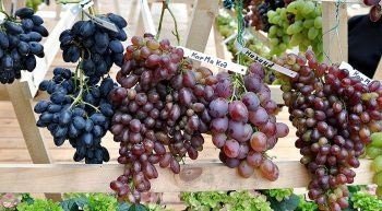 Скороспелые сорта винограда для подмосковья