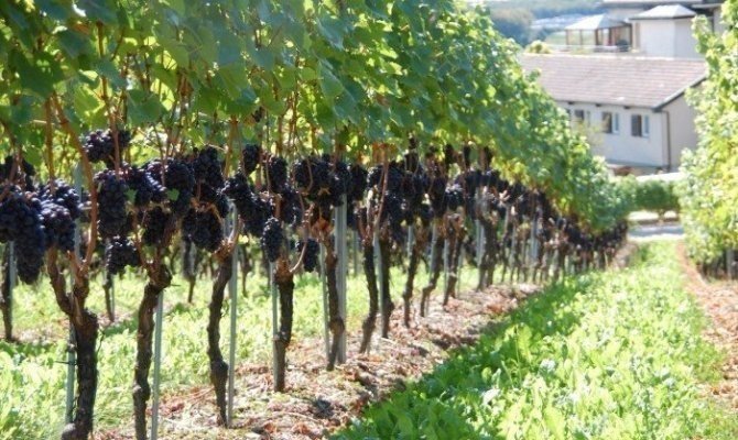 Изгородь из винограда изабелла