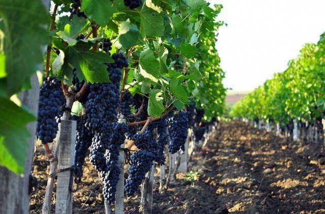 Виноградарство и виноделие