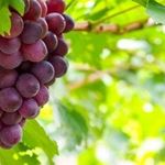 Описание винограда Эталон