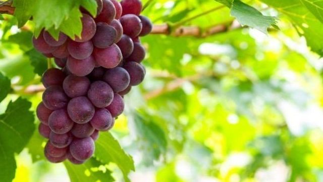 Описание винограда Эталон