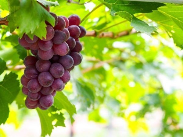 Сорт винограда кишмиш