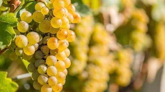 Посадка винограда осенью: инструкции по саженцам, черенкам и прочим вариантам
