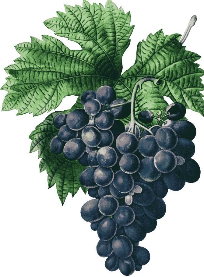 Vitis vinifera виноград