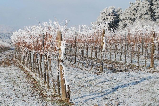 Франция виноградники заморозки
