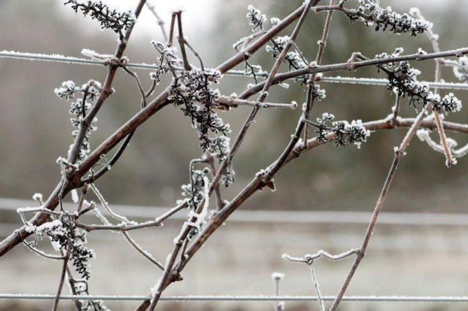 Неукрывной виноград зимой