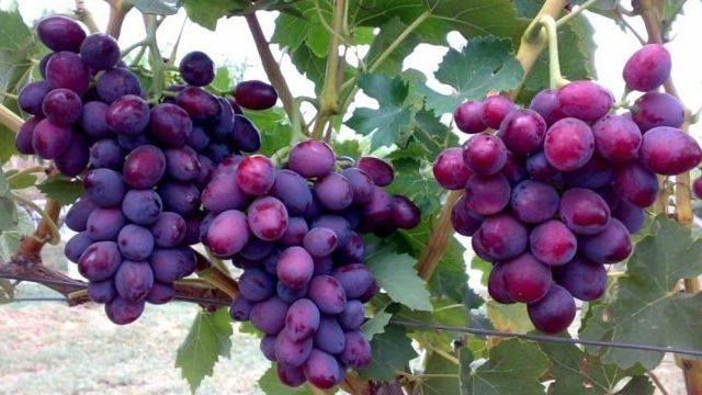 При какой температуре может замерзнуть виноград осенью