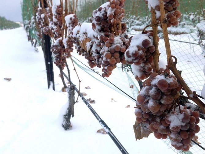 Замерзший виноград