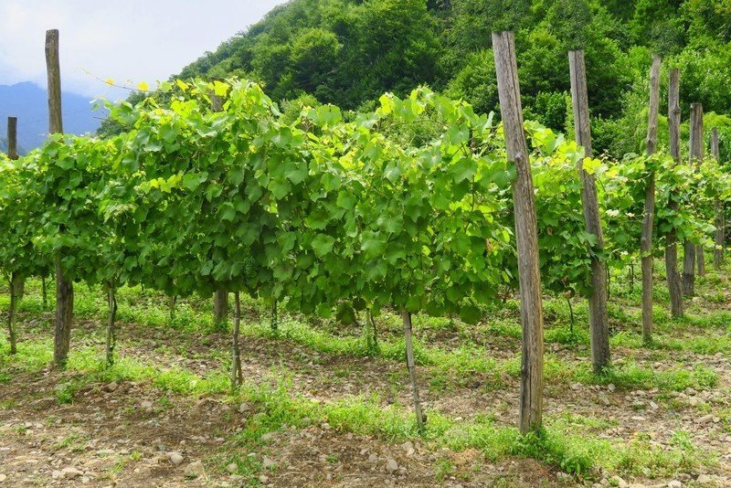 Формирование лозы винограда