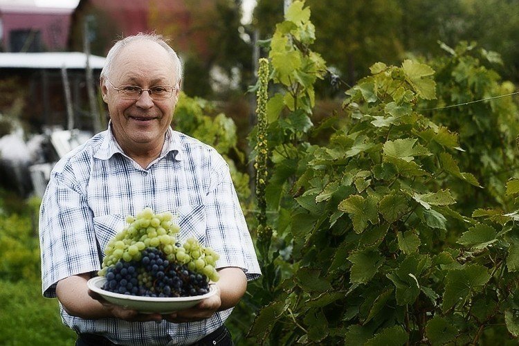 Николай курдюмов виноград