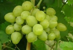 Виноград «Настя» достаточно популярен