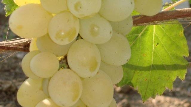 Сорт винограда Лора – один из лучших вкусов, по мнению любителей и профессионалов