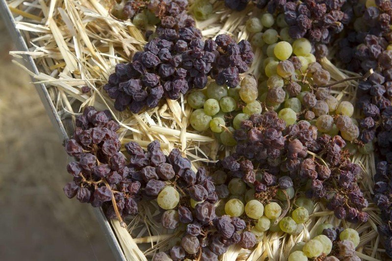 Косточковые сорта винограда