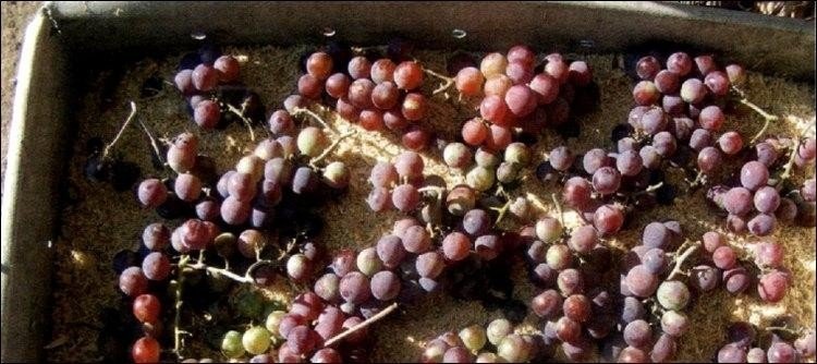 Хранение винограда способы