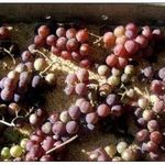 Способы хранения винограда на зиму в домашних условиях